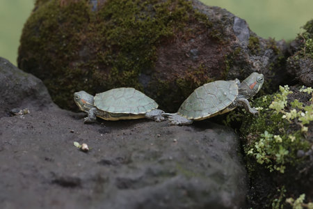 Two turtles on a stone in the rainforest of Costa Rica.