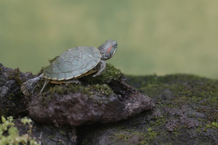 turtle on a rock in the rainforest of north china