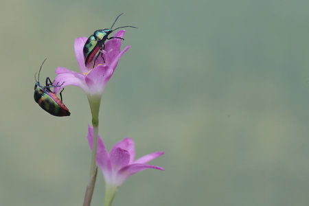 Couple of beetle on pink flower in the garden, Thailand.