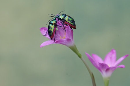 Beetle on a purple flower in the garden, Thailand.