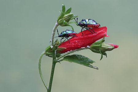 Two beetles on a red flower