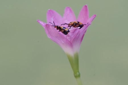 Close-up of two weevil on a pink flower, macro shot