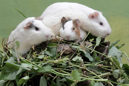 Three guinea pigs sitting on a pile of grass in the garden