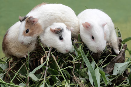 Three guinea pigs on a green background, closeup of photoの写真素材