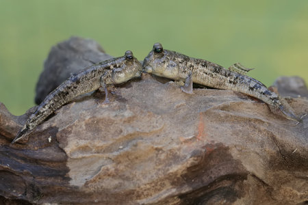 A pair of spotted skink on a tree trunk with a blurred background.の写真素材