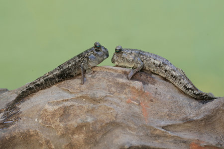 A pair of mudskipper on a rock with a green background