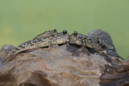 A pair of baby crocodiles on a log in the rainforest
