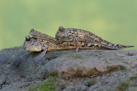 Mudskipper on a rock