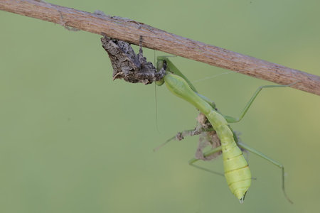 Praying Mantis (Mantis religiosa) on a branch