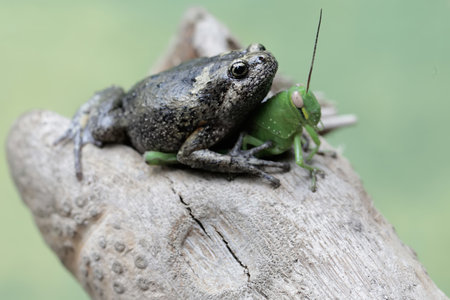 Green grasshopper sitting on a tree stump with a blurred background
