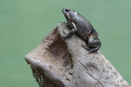 Frog on a tree trunk