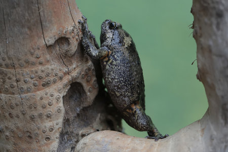 Frog on a tree in the rainforest of Borneo.