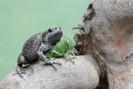 Green mantis and frog on a tree trunk in nature.