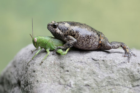 Grasshopper and frog on a rock.の写真素材