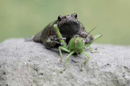 Frog and grasshopper on a rock.の写真素材