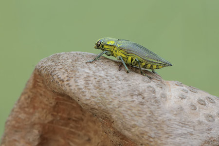 Image of green leafhopper on nature background. Insect. Animalの写真素材