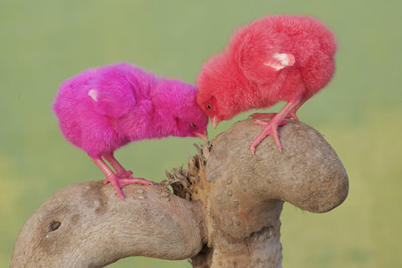 Cute pink birds sitting on a tree trunkの写真素材