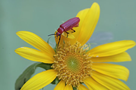 A red-headed cardinal beetle is foraging in wildflower. This beautiful colored insect has the...