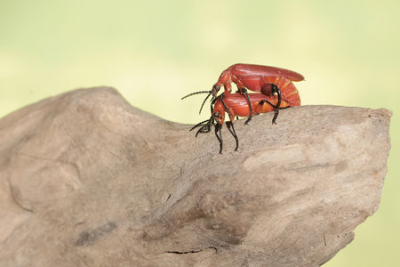 Two red-headed cardinal beetles are looking for food on a dry tree trunk. This beautiful colored...