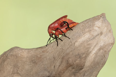 Two red-headed cardinal beetles are looking for food on a dry tree trunk. This beautiful colored...