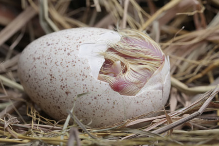 Nest of a quail with eggshell in the straw.