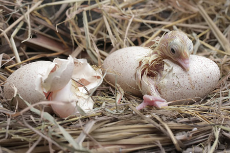 The process of hatching a baby turkey in its nest. This animal is commonly cultivated by humans with...