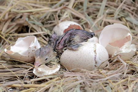 The process of hatching a baby turkey in its nest. This animal is commonly cultivated by humans with...