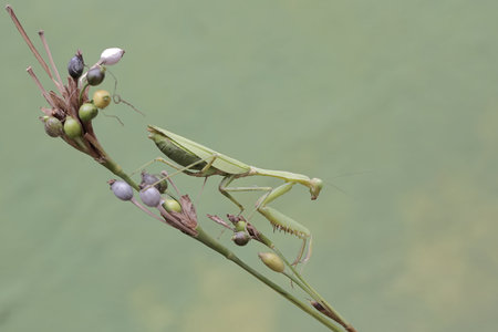 Praying Mantis (Mantis religiosa) on a plant
