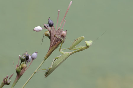 Praying Mantis (Mantis religiosa) on plant