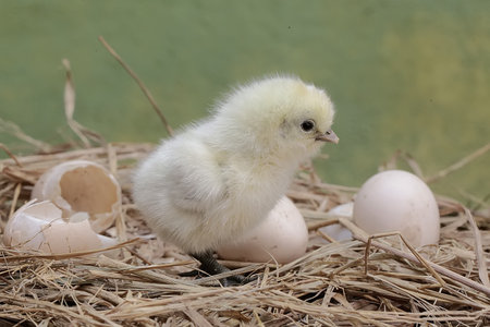 Chick hatched from an egg in a nest on a farm.