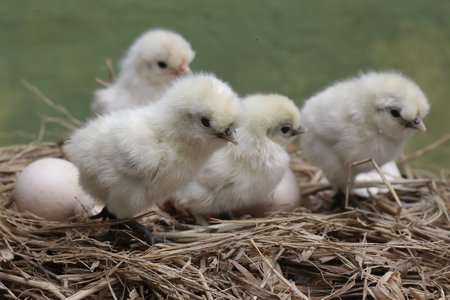 chickens in a nest with eggs on a green background.の写真素材