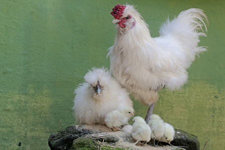 chicken and chick in the henhouse,chicken and chickの写真素材