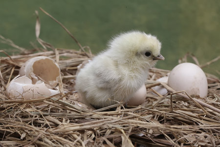 Cute little chicken in nest with eggshells on green background