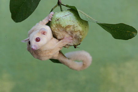 Sugar glider with a green appleの写真素材