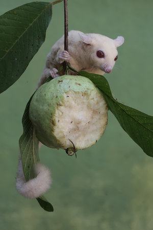 White sugar glider hanging on a guava tree with green leavesの写真素材