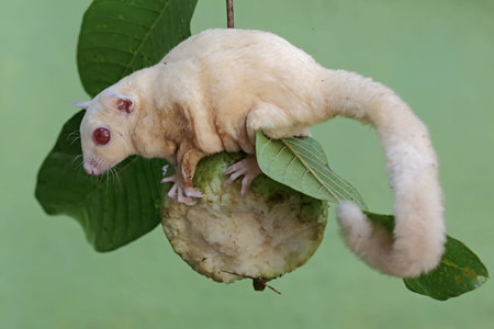A sugar glider (Petaurus breviceps) on a guavaの写真素材