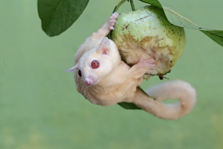 The sugar glider is sitting on the tree and eating fruit.の写真素材