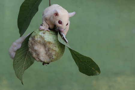 Little sugar glider (Petaurus breviceps) on a guavaの写真素材