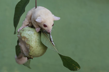 Little sugar glider sitting on a fruit and eatingの写真素材