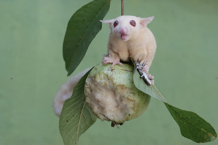 A sugar glider is perched on a guava fruit, Thailand.の写真素材