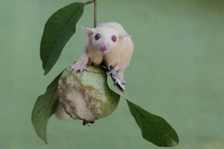 A sugar glider (Petaurus breviceps) on a guava fruit.の写真素材