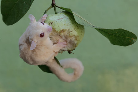 Little sugar glider on the tree with a guava fruit.の写真素材