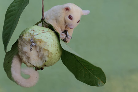 A small sugar glider (Petaurus breviceps) on a guavaの写真素材
