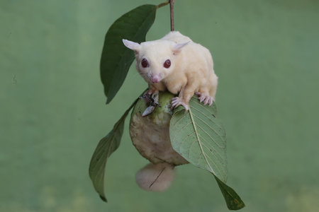 Little sugar glider sitting on a green leaf.の写真素材