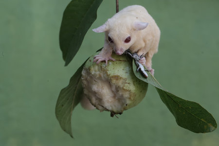 A sugar glider (Petaurus breviceps) eating a guavaの写真素材