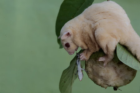 Sugar glider eating guava fruit, sugar glider in the natureの写真素材