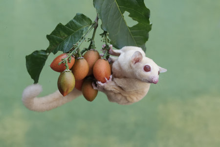 Sugar glider on a tree with fruit, Thailand.の写真素材