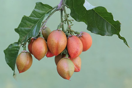Tropical fruit of the tree in the garden,Thailandの写真素材