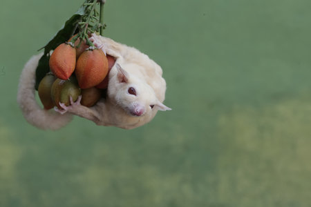 Flying sugar glider with fruit on green background with copy space.の写真素材