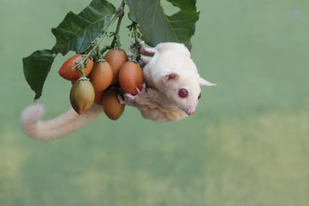 sugar glider hanging on a branchの写真素材